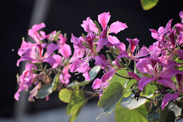 10 PURPLE ORCHID TREE Bauhinia Purpurea Camel's Foot Butterfly Flower Tree Hummingbird Seeds